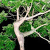 treezhouz